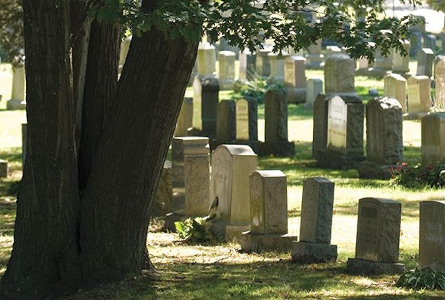 马萨诸塞州布莱顿常青公墓的坟墓和一棵树